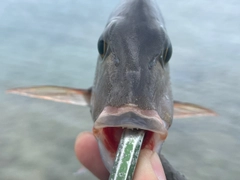 イソフエフキの釣果