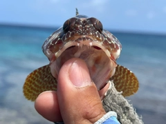 イシガキハタの釣果