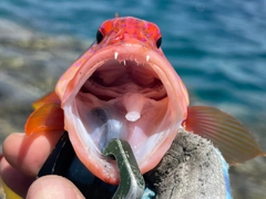 バラハタの釣果