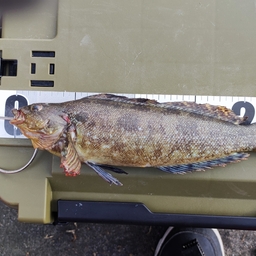 30年ぶりの釣り（4年目）の釣果