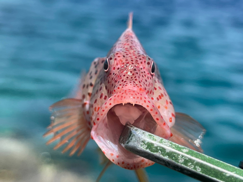 ホシゴンベの釣果