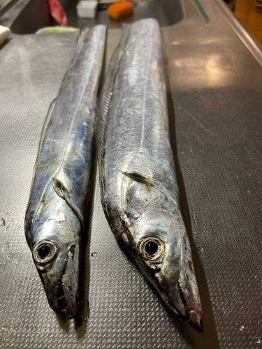 タチウオの釣果