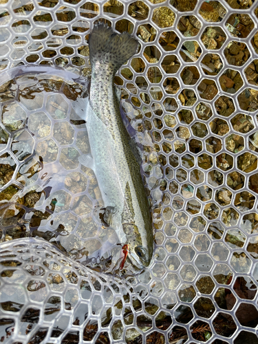 ニジマスの釣果