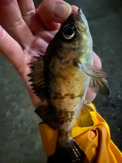 アカメバルの釣果