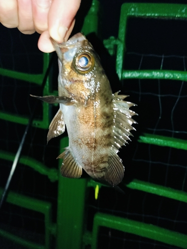 メバルの釣果