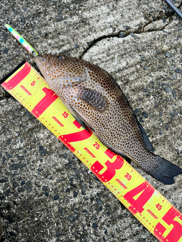 オオモンハタの釣果