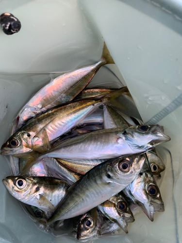 アジの釣果