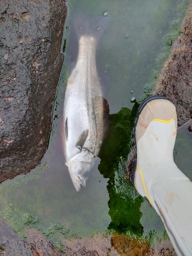 フッコ（ヒラスズキ）の釣果