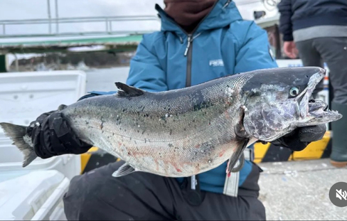 サクラマスの釣果