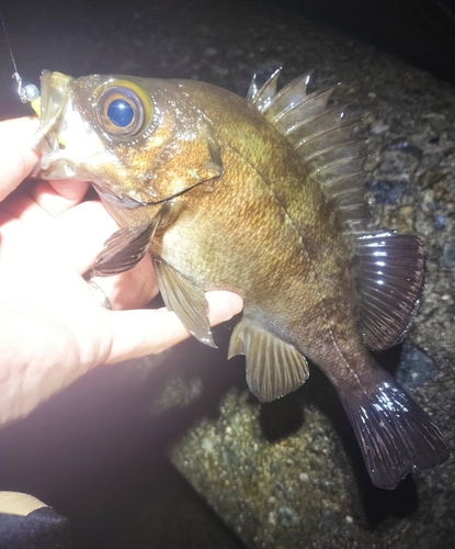 メバルの釣果