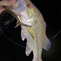 モナサルの釣果