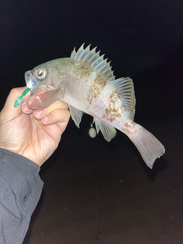 アオメバルの釣果