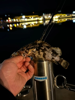 ベッコウゾイの釣果