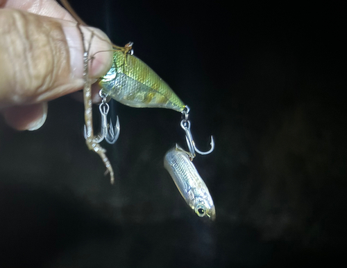 ワカサギの釣果