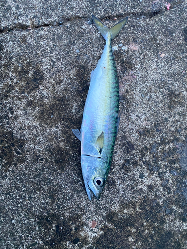 サバの釣果