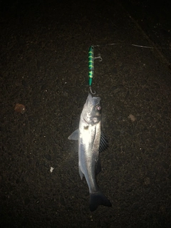 セイゴ(マルスズキ)の釣果
