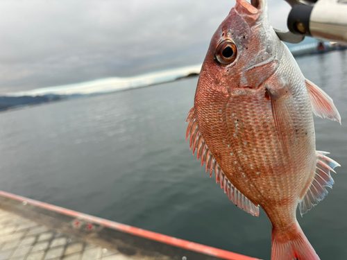 マダイの釣果