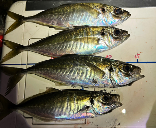 アジの釣果