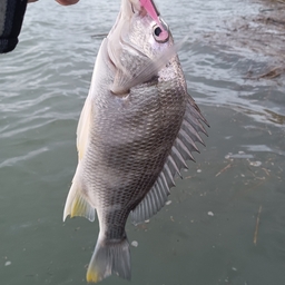 鱒狩人の釣果