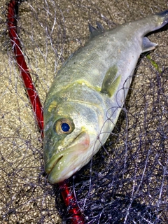 フッコ（マルスズキ）の釣果