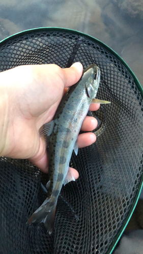 アマゴの釣果