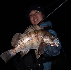 メバルの釣果