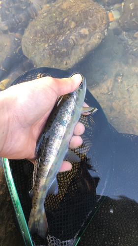 アマゴの釣果