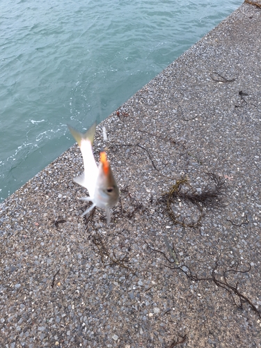 カマスの釣果