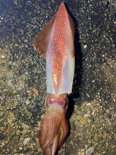 マイカの釣果