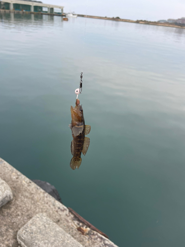 ハゼの釣果