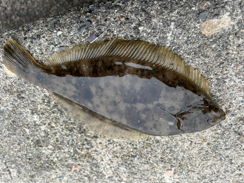 カレイの釣果