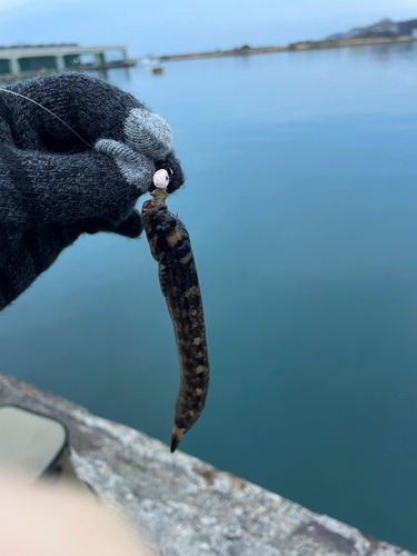 ギンポの釣果