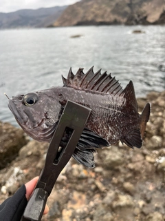 クロソイの釣果