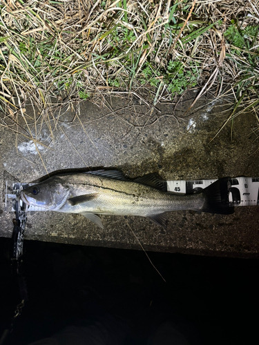 シーバスの釣果