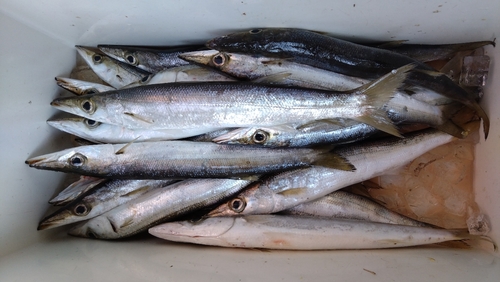 アカカマスの釣果