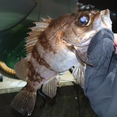 メバルの釣果