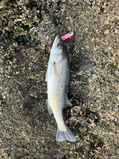 タイリクスズキの釣果