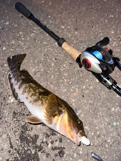 アイナメの釣果