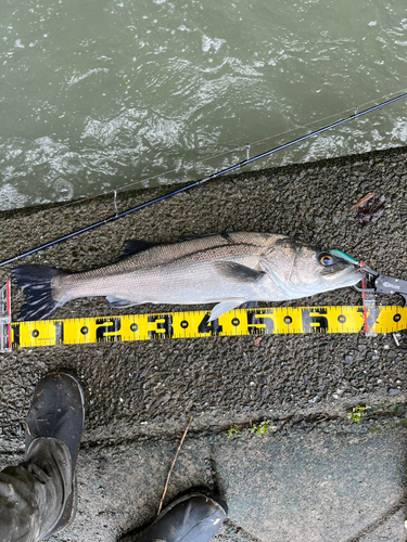 シーバスの釣果