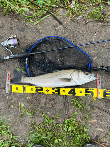 シーバスの釣果