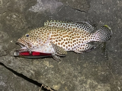 カンモンハタの釣果