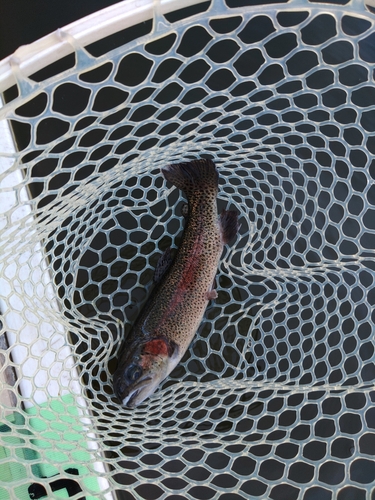 ニジマスの釣果