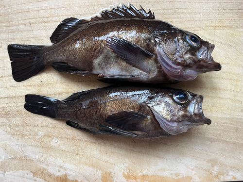 クロメバルの釣果