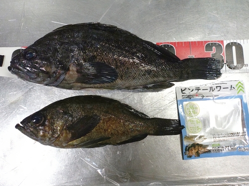 クロソイの釣果