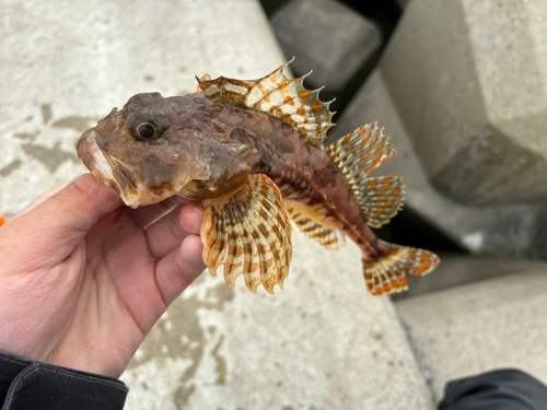 カジカの釣果