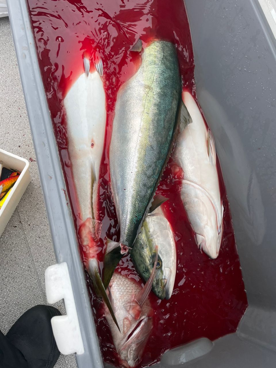 ハラミんさんの釣果 3枚目の画像