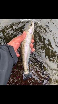 ニジマスの釣果