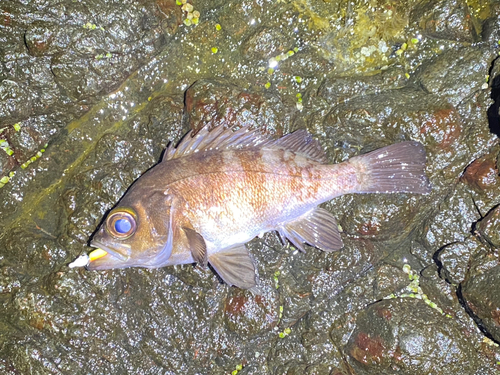 クロメバルの釣果