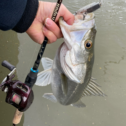 玉　の釣果