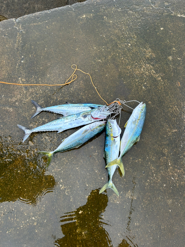 サゴシの釣果